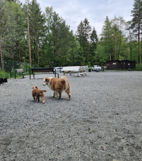 Dømmesmoen Hunde - og Aktivitetspark