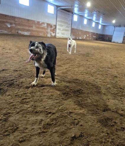 Bark Barn- Edmonton