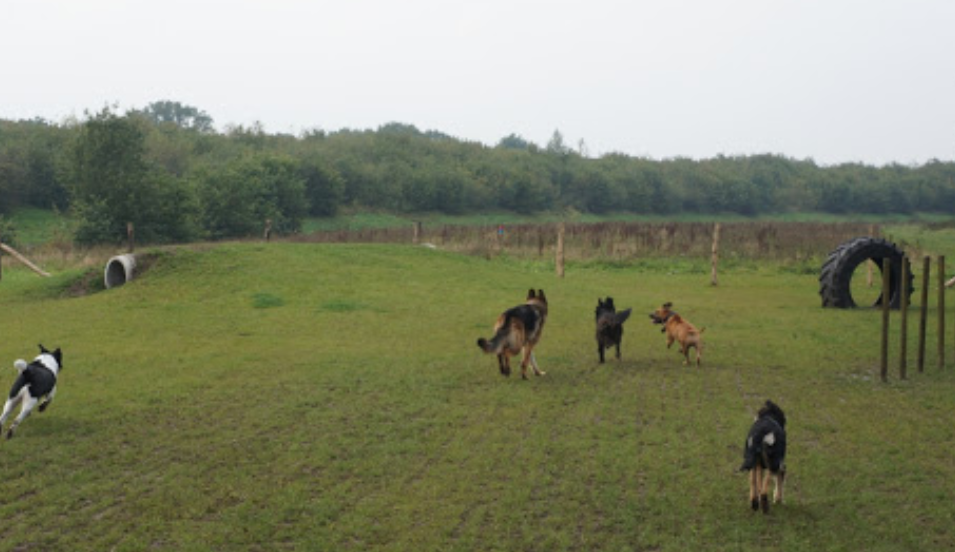 Stichting Hondenspeeltuin Wierden