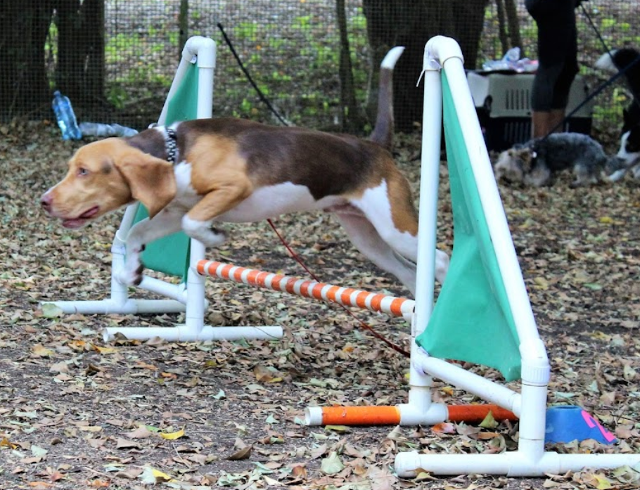 Parque de Perros Trigger