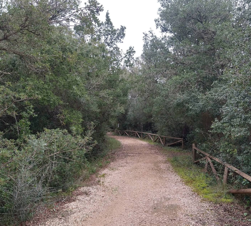 Bosco di Cardigliano