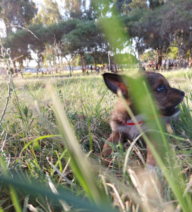 Parque El Bosque, Majes