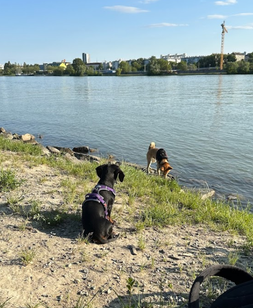 Hundezone Donauinsel