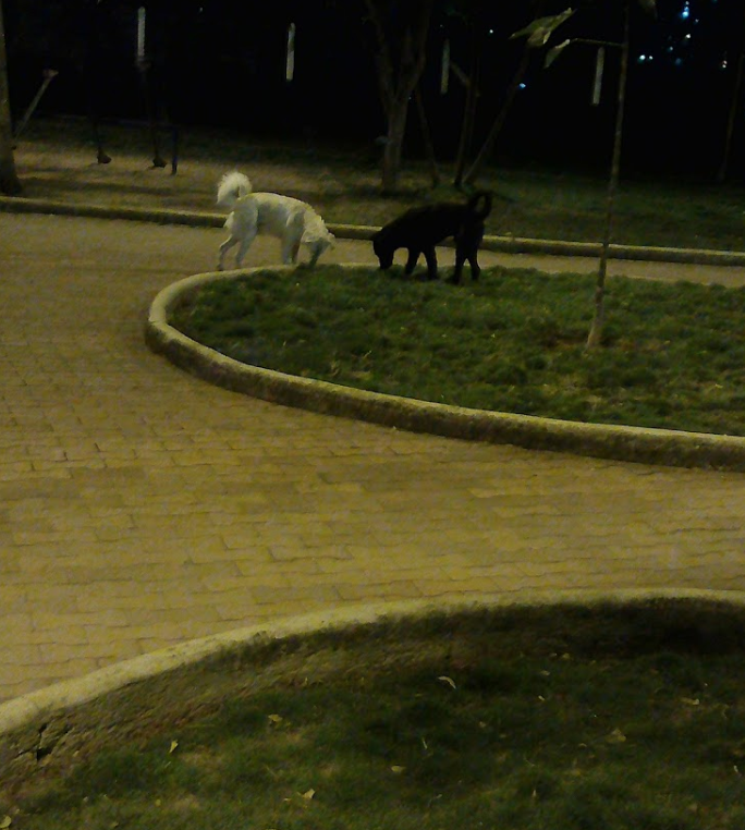 Parque de Los Gatos