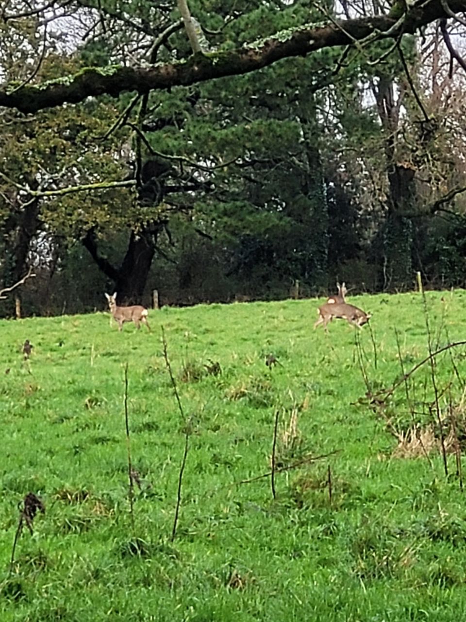 Saltram Park
