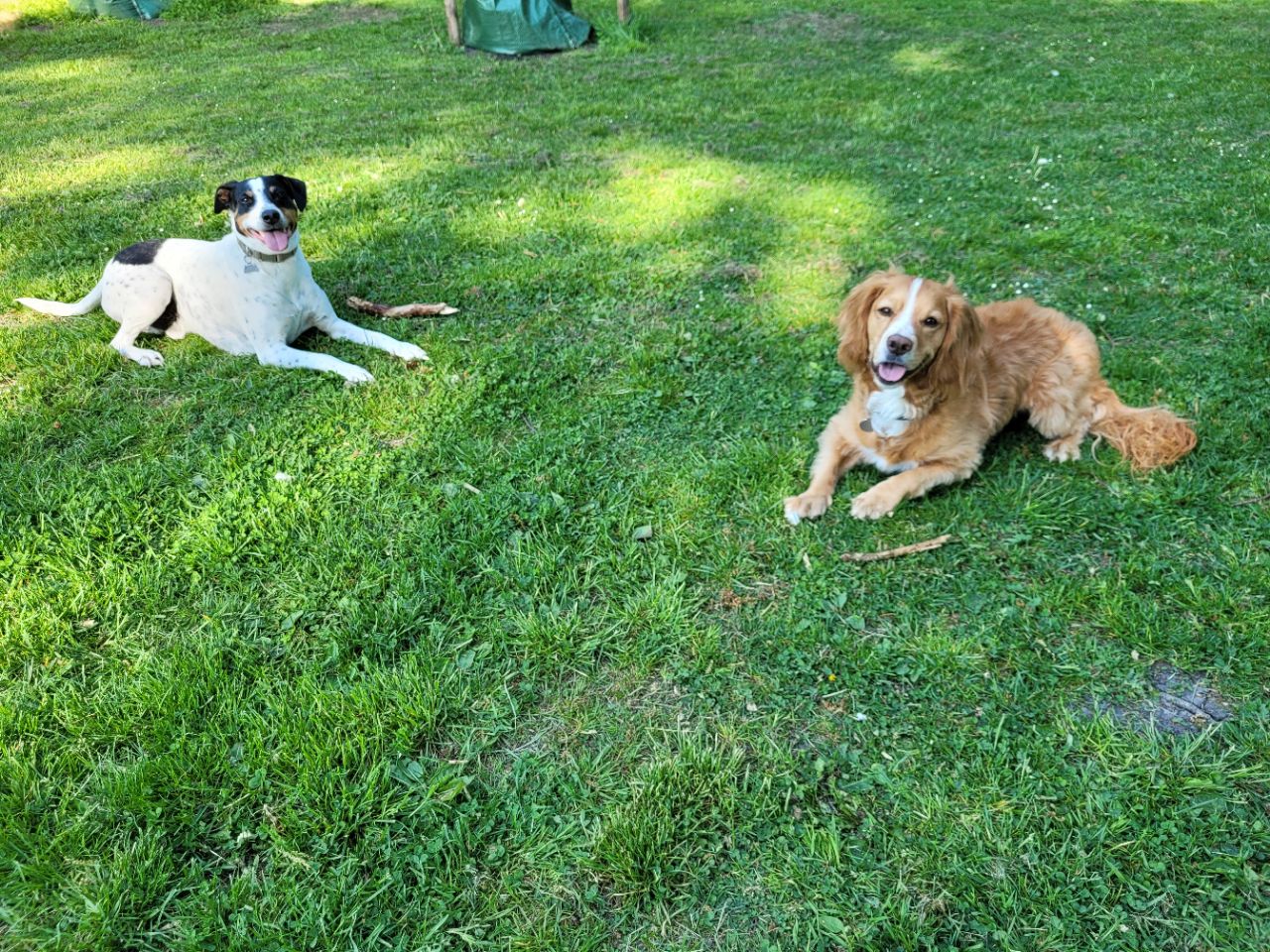 Hundepark, Rødovre Municipality