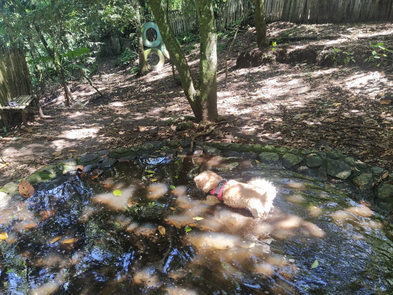 Green Rush - Dog park