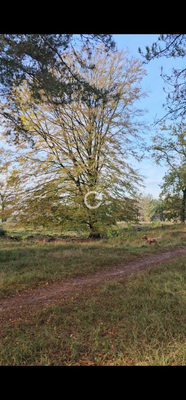 Goois Natuurreservaat Limitische heide