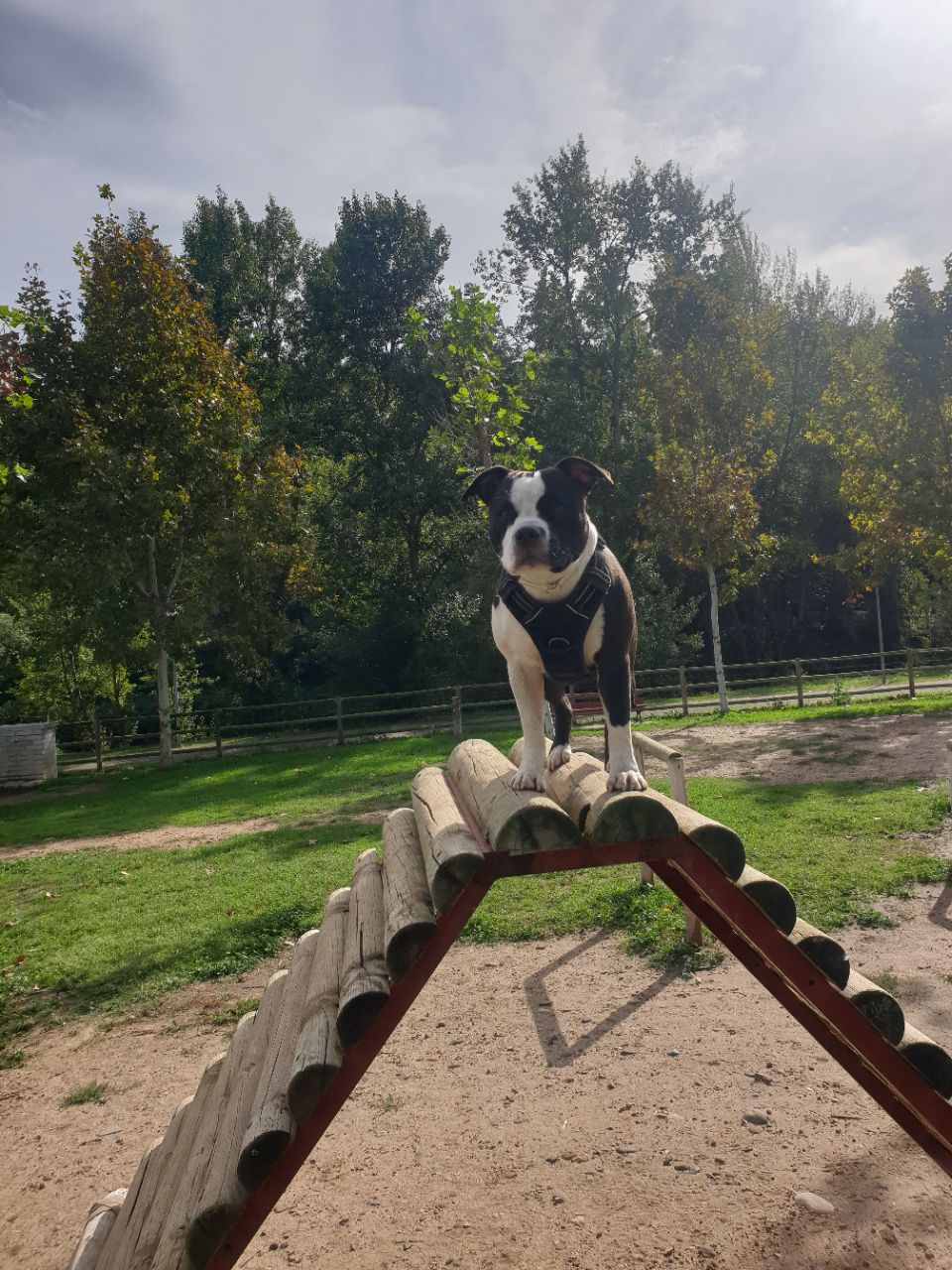 Parque Perros Cidacos