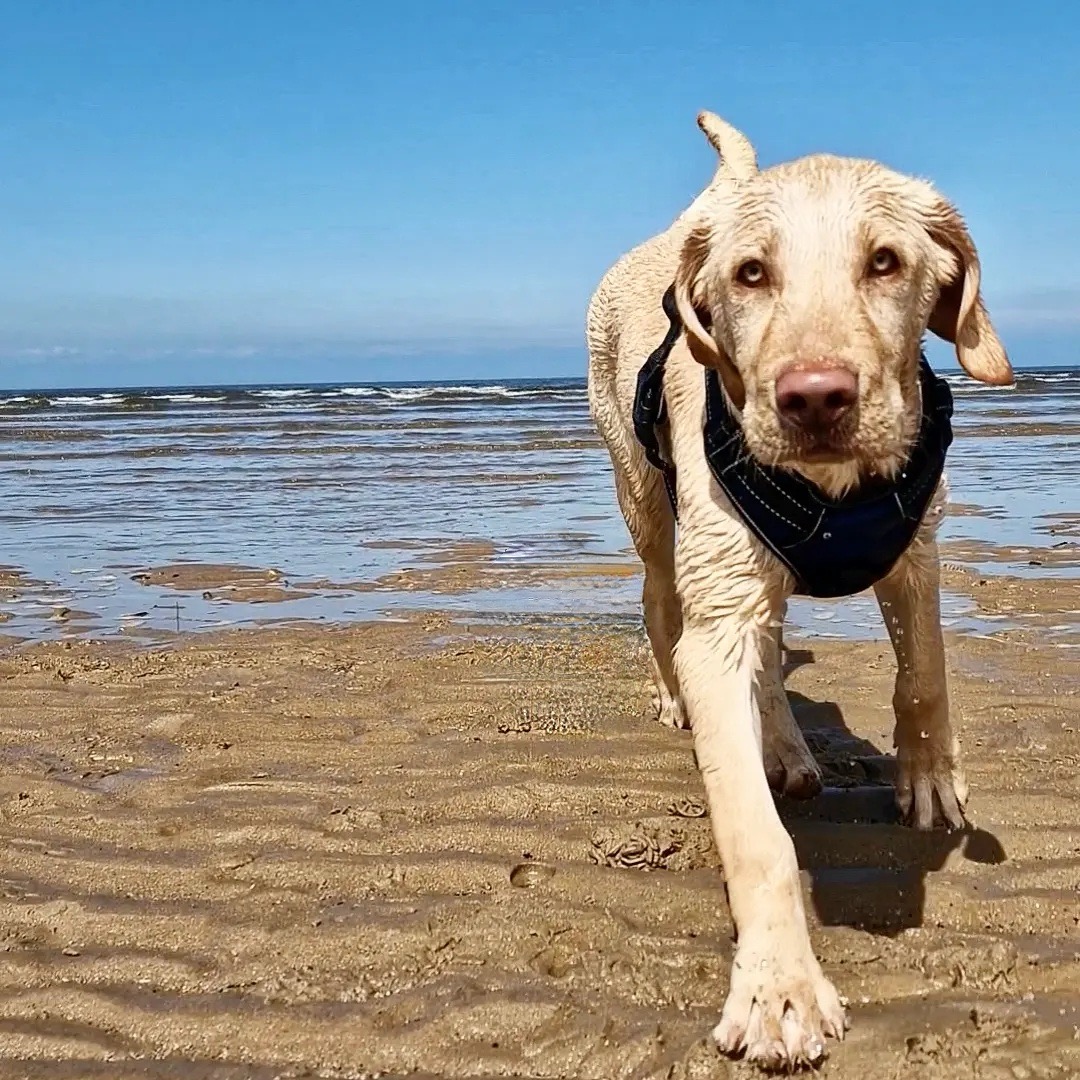 Old Hunstanton Beach in Kings Lynn And West Norfolk, England | DogPack