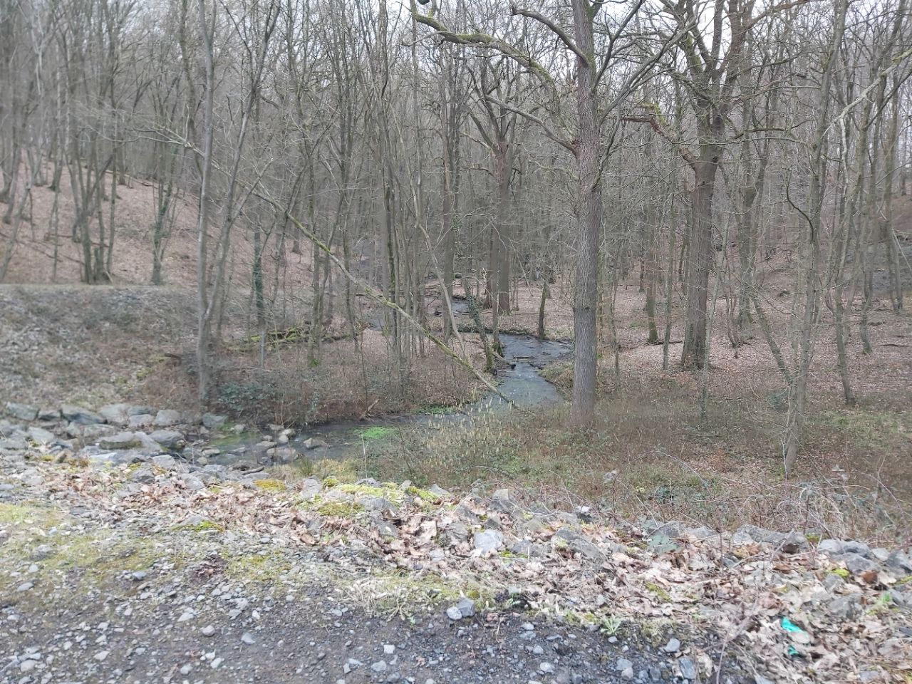 Bois de Colfontaine