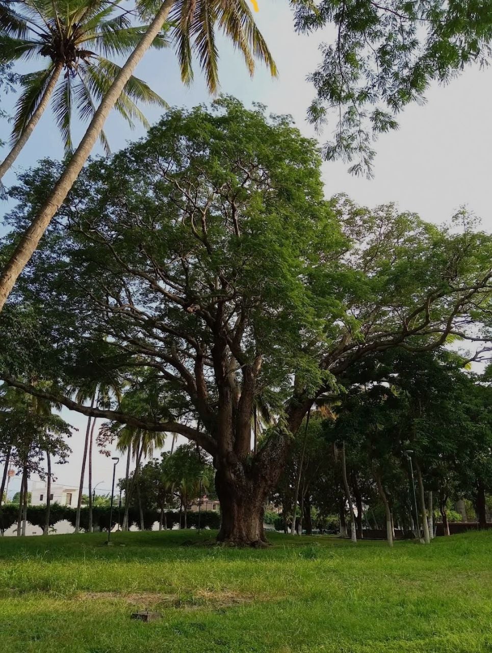 Parque Hidalgo