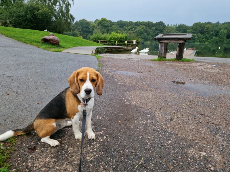 Decoy Park park image