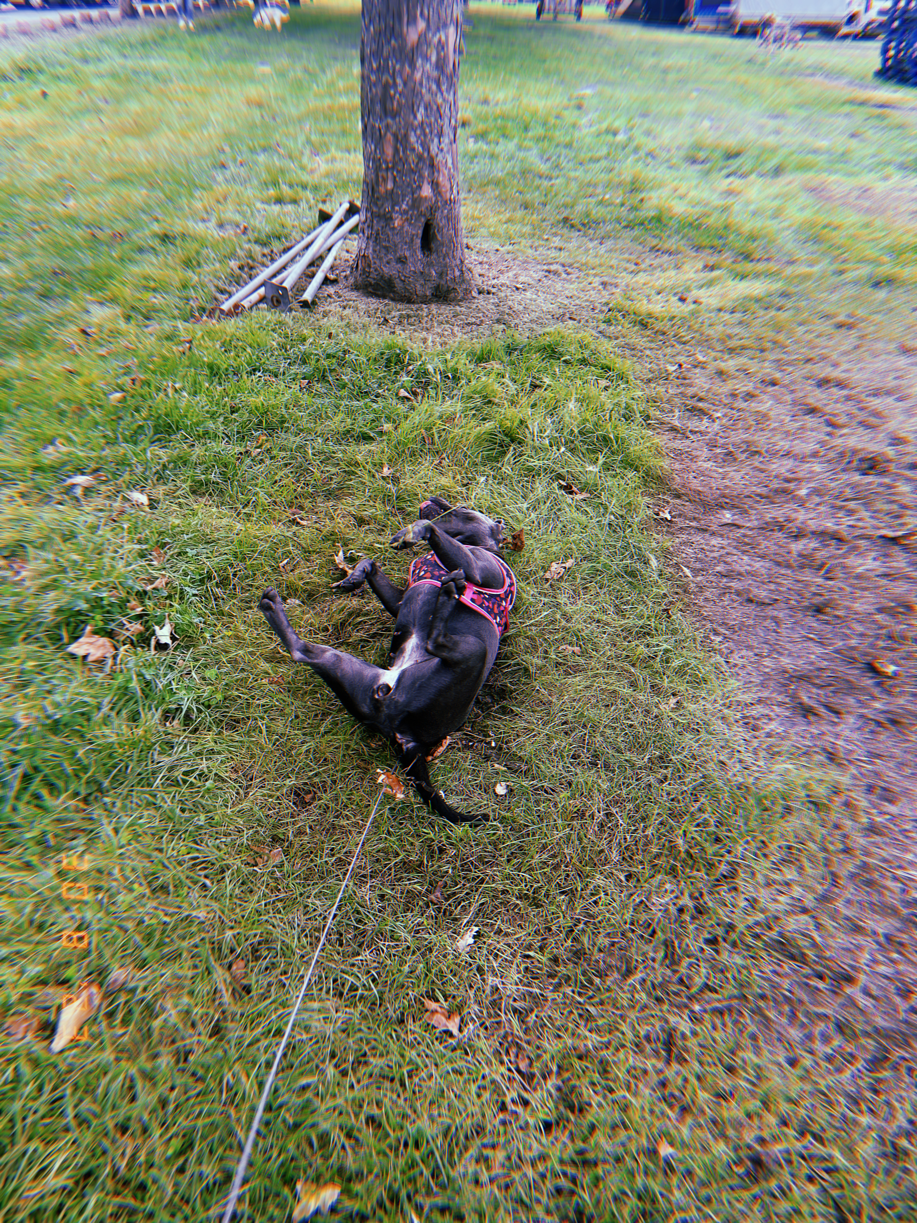 Peoples Park