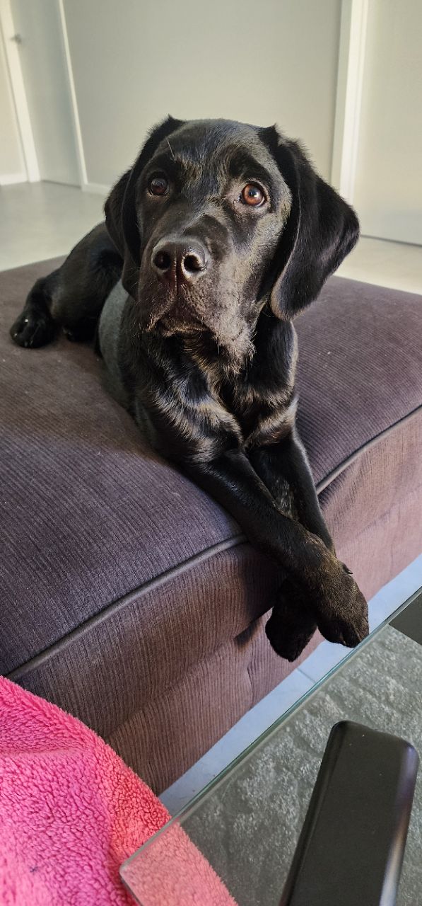Paw Bakes