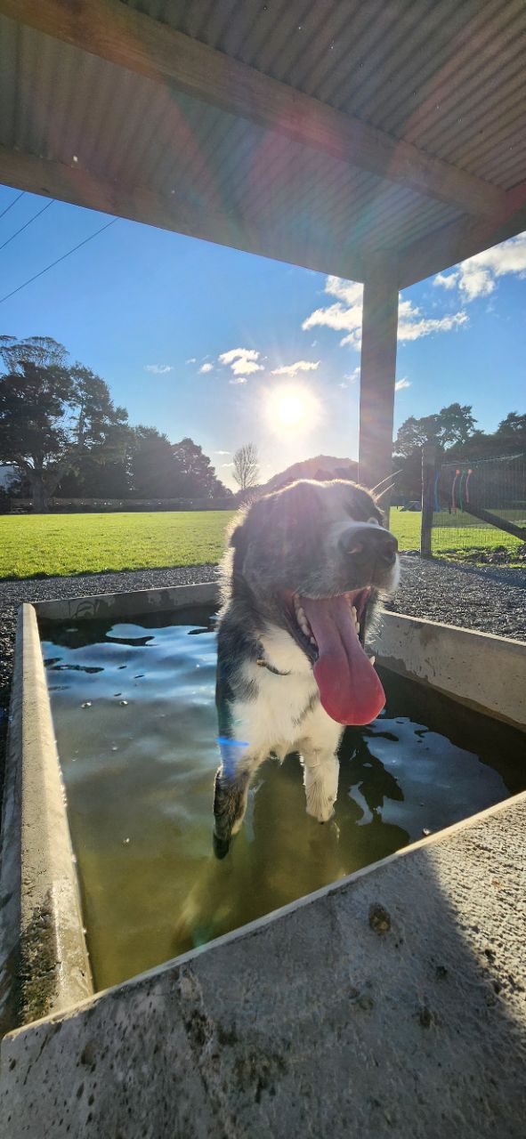 Waikato Canine Adventure Park (Private Park)