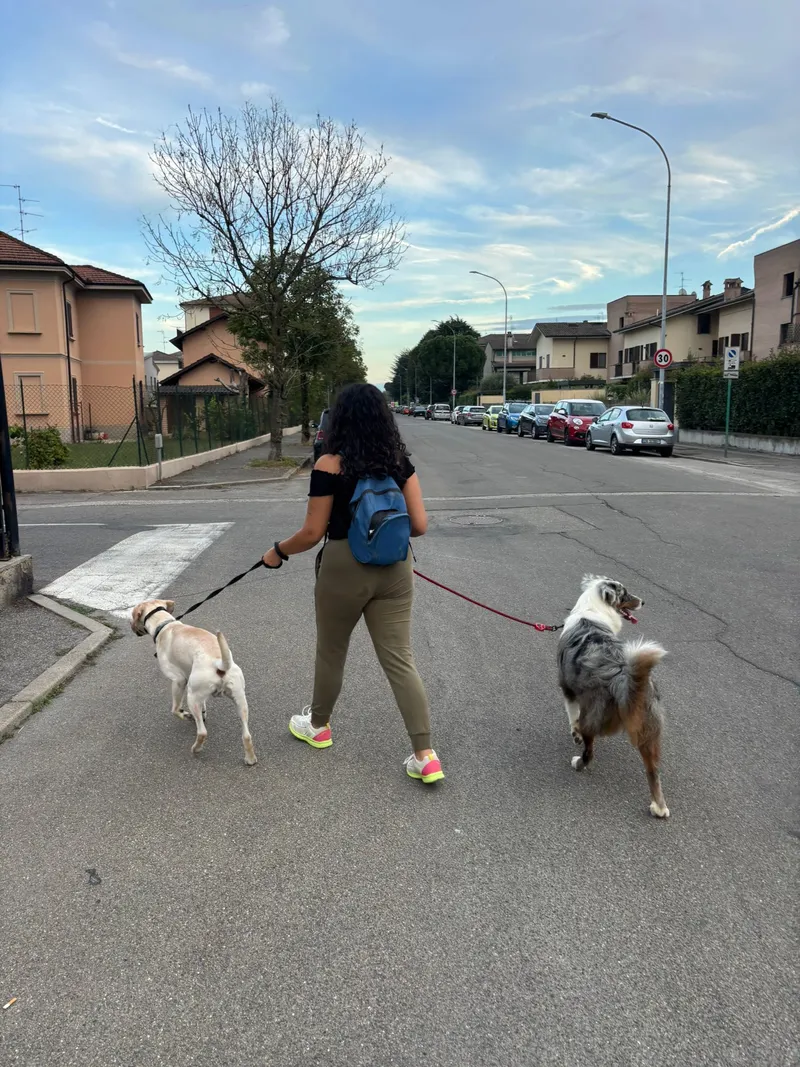 Immagine di servizio Bea PetSitting