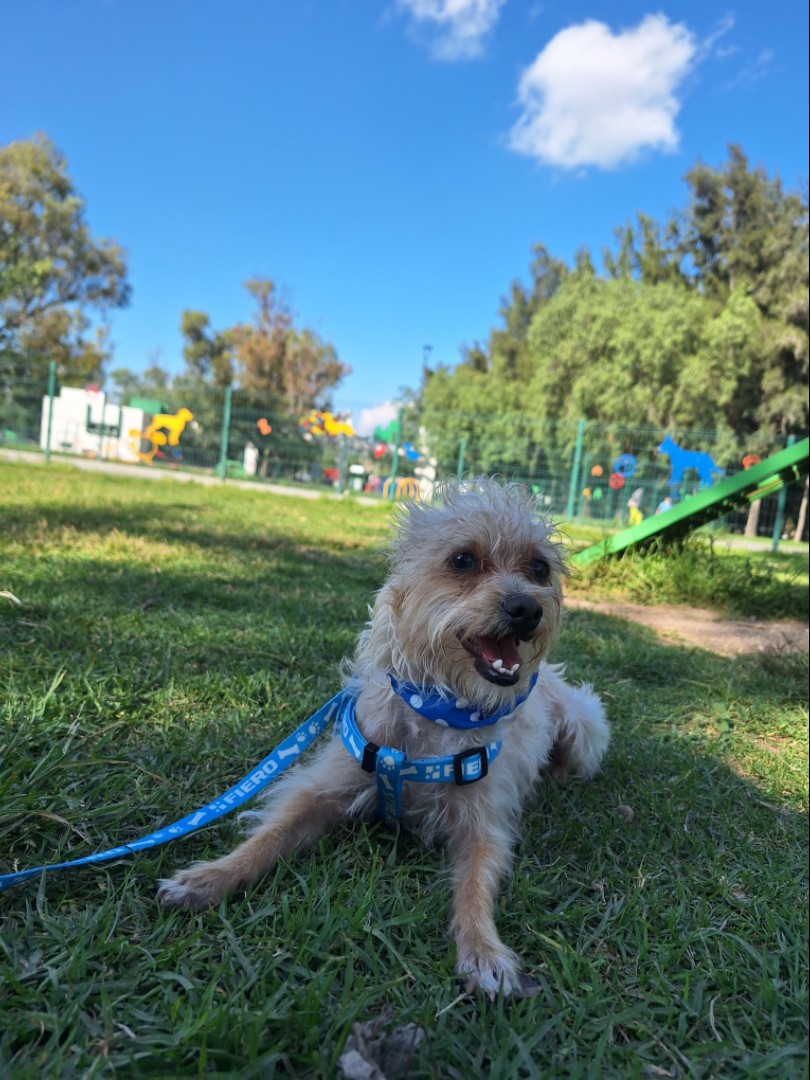 Pet Park Tangamanga